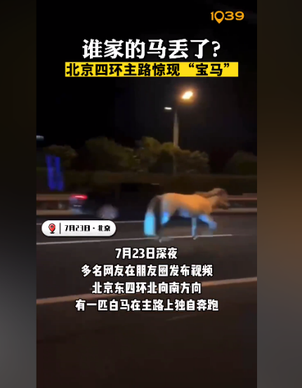 ,北京東四環(huán)北向南方向,一匹白馬在主路上獨(dú)自奔跑,從這匹白馬的外觀來看,疑似是從馬場(chǎng)等地走失的馬匹。 ,北京東四環(huán)北向南方向,一匹白馬在主路上獨(dú)自奔跑,從這匹白馬的外觀來看,疑似是從馬場(chǎng)等地走失的馬匹。