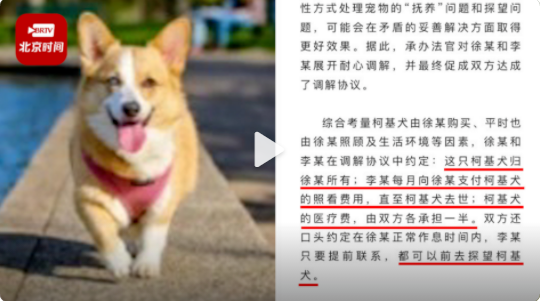 夫妻離婚不爭車房只爭寵物狗，法院這份判決有新意！