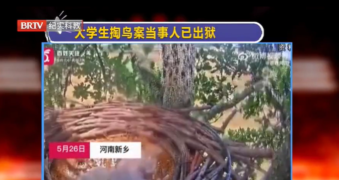 曾被判10年半，“大學生掏鳥案”當事人已出獄