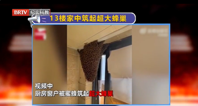 女子13樓家中筑起超大蜂巢，并表示不打算驅(qū)趕，同棟樓業(yè)主怎么辦？